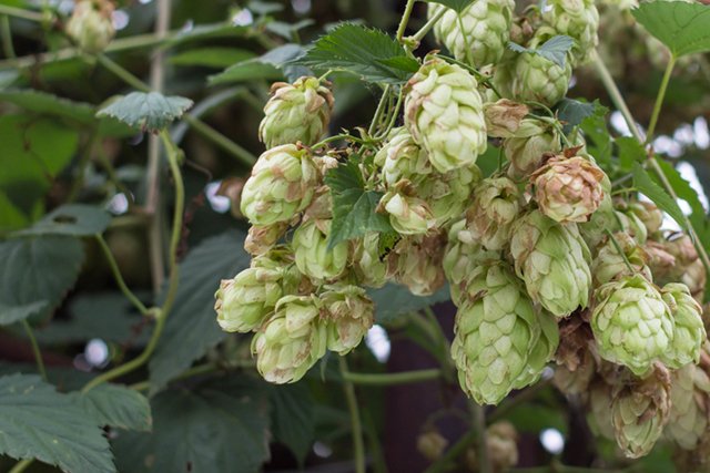 Pictures of hops on a vine