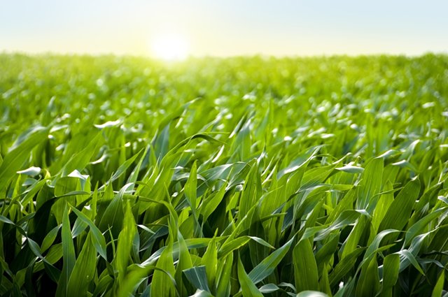 Picture of corn field at sunset