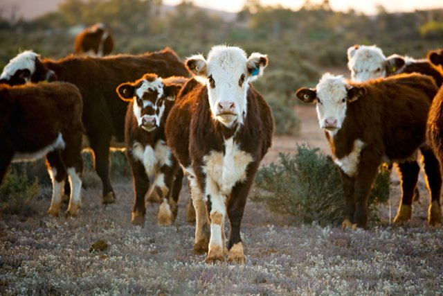 Picture of cows in pasture